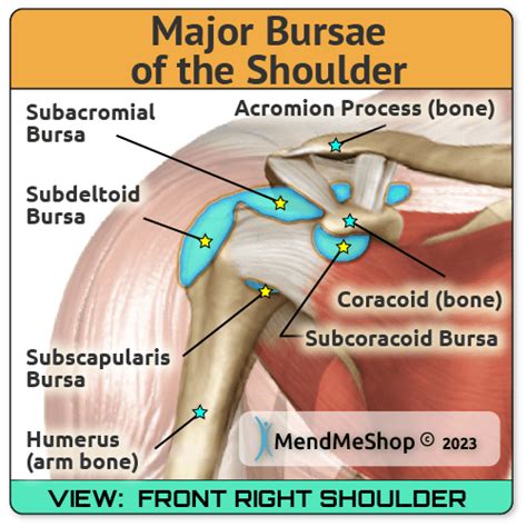 Loation & Function of Bursa in the Shoulder