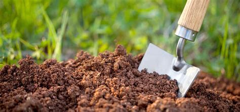 How To Create Healthy Soil For Your Plants – Roger's Gardens