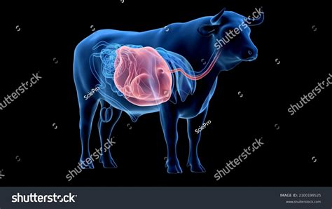 3d Rendered Illustration Bovine Anatomy Stomach Stock Illustration ...