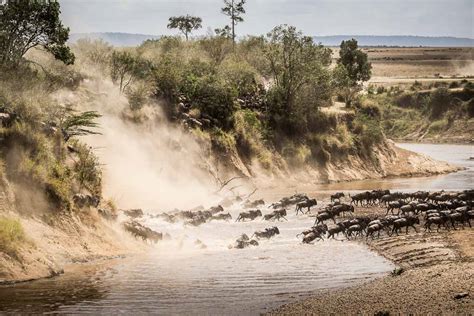 Mara River Wildebeest Crossing Game Drive - Kated