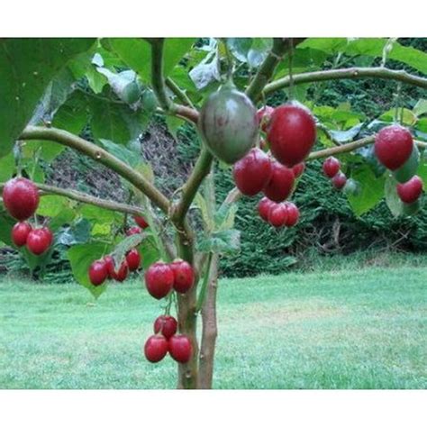 Tomato Tree Seeds - Cyphomandra betacea