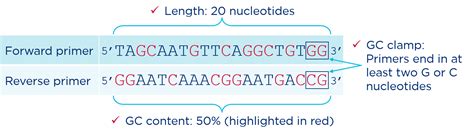 How to design PCR primers – miniPCR bio