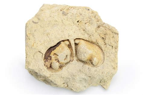 .8" Ordovician Bivalve Mollusk (Tancrediopsis) Fossil - Wisconsin ...