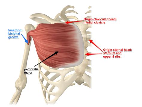 Pectoralis Major Muscle Its Attachments and Actions - Yoganatomy