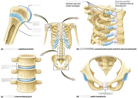 Cartilaginous Joints Diagram | Quizlet