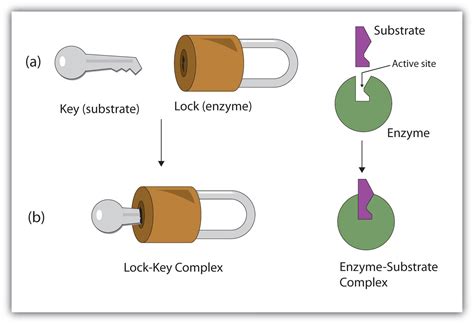 18.6: Enzyme Action - Chemistry LibreTexts