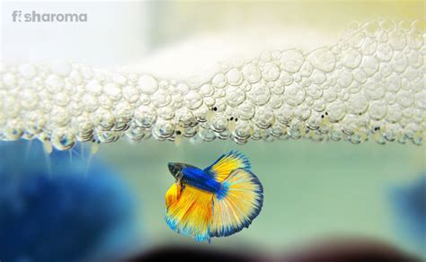 How do Breed Betta Fish - A Step-by-Step guide