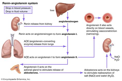 Renin-angiotensin system | Definition & Facts | Britannica