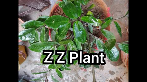 All About Z Z Plant - Care Tips - YouTube