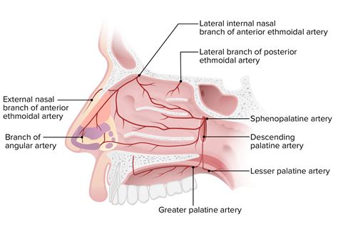 Nasal Cavity Anatomy Model