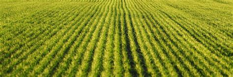 Green Wheat Rows Of The Agricultural Photograph by Ivan Kmit - Fine Art ...