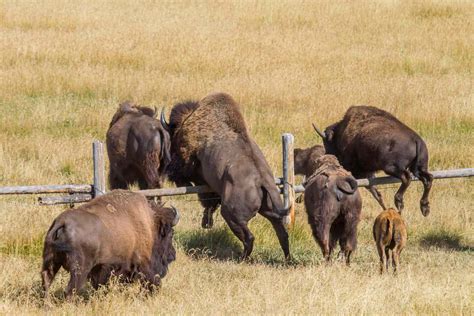 10 Fascinating Facts About Bison