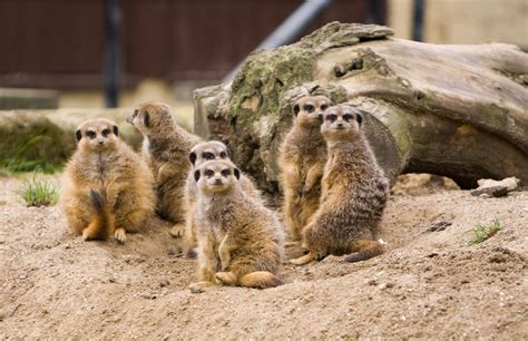 Meerkat Family Free Stock Photo - Public Domain Pictures