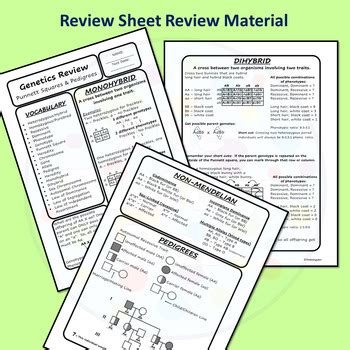 Genetics Punnett Squares and Pedigrees Biology Review and Test | TPT