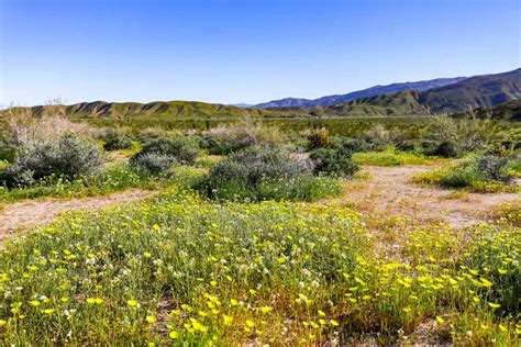 Anza-Borrego Desert Wildflowers Super Bloom 2019 - State Park Guide