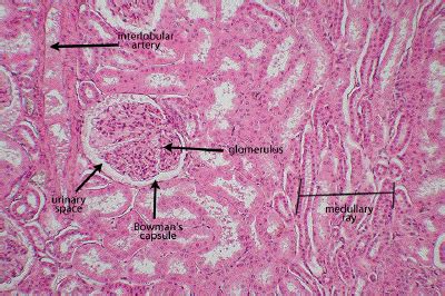 Renal Tubule | Definition , Anatomy & Function