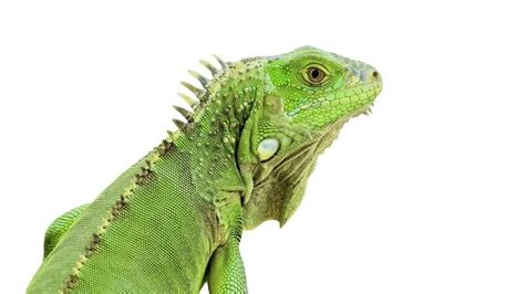 10 Types Of Iguanas You Need To See (Unique Pets)