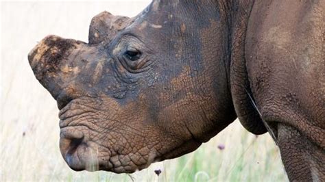 The Trouble With Using Synthetic Rhino Horn to Stop Poaching | IFLScience