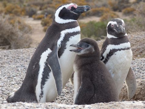 Magellanic Penguin Biology - Center for Ecosystem Sentinels