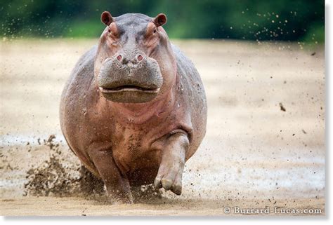 Weird animal behaviour: Residents claim hippo killed and 'ate' 3 goats ...