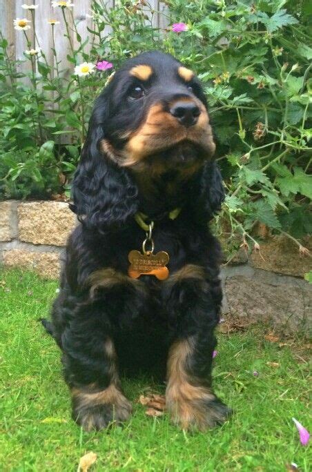 a black and brown dog sitting on top of a grass covered field next to ...