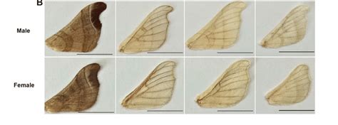 Morphologies of wild and domesticated silkworms and their forewings ...