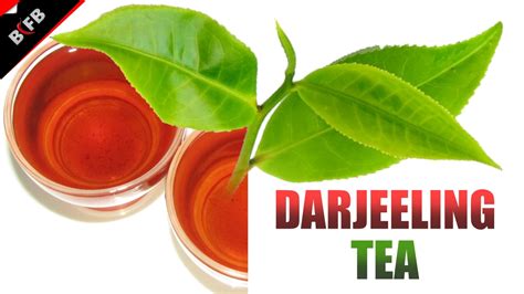 Darjeeling Tea | History, Story, Facts, Information – Best Indian Food Blog