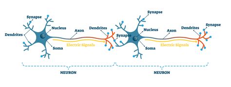 Brain Synapses Diagram