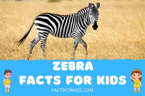 20 Zebra Facts For Kids That Will Baffle You – Facts For Kids