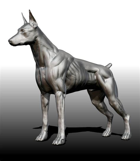 Doberman by zenacube.deviantart.com on @deviantART | Dog anatomy, Dog ...