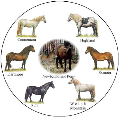 Equiworld - The Newfoundland Pony - Horse and Pony Breeds - Equestrian ...