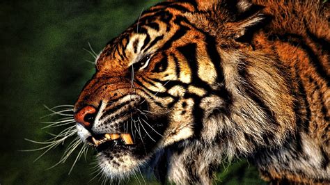 10 New Angry Tiger Wallpaper Hd 1080P FULL HD 1920×1080 For PC Desktop 2024