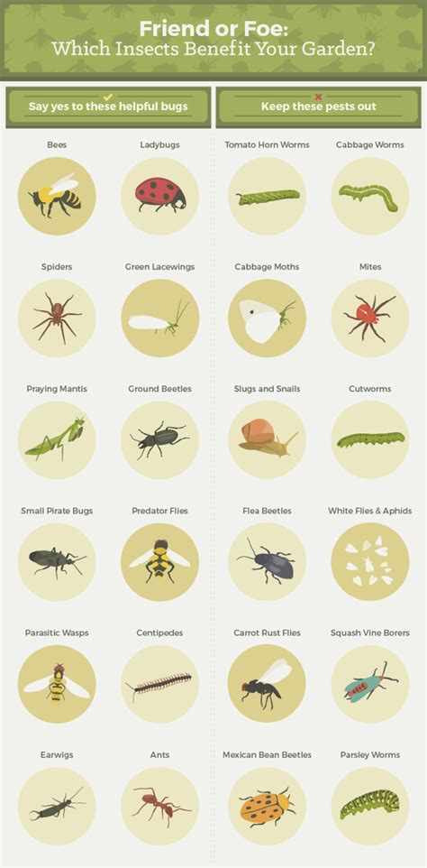 Everything You Need To Know About Getting Rid Of Common Garden Pests ...