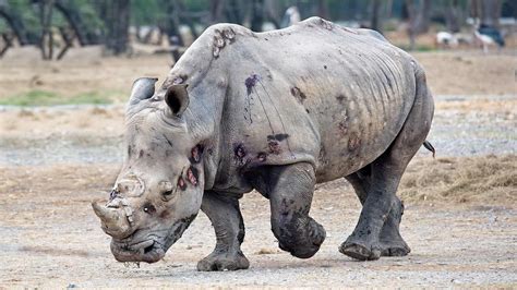 WWF Ramps Up Efforts To End African Rhino Poaching