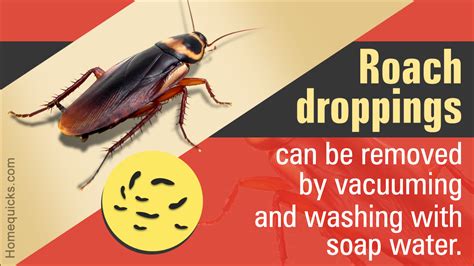 Effective Ways to Get Rid of Roach Droppings | Repellent diy, Roaches ...