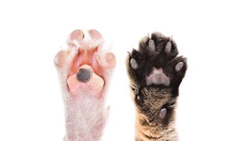 Should You Trim Your Cat's Back Claws? - TheCatSite