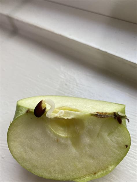 An apple seed germinated inside the core! : r/Horticulture