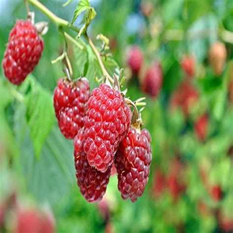 Raspberry Varieties - Types of Raspberries-Which are the Best to Grow?