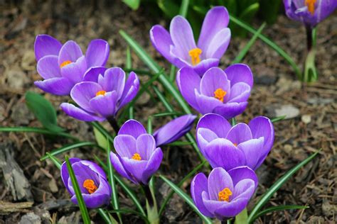 14 Beautiful Crocus Varieties to Plant