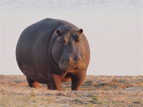 Hippopotamus: Habitat, Behavior and Diet