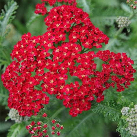 Buy common yarrow Achillea millefolium Red Velvet: £7.99 Delivery by Crocus