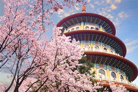 [2023 Cherry Blossom Season] Shuangbei Cherry Blossom 1-Day Tour｜Tamsui ...