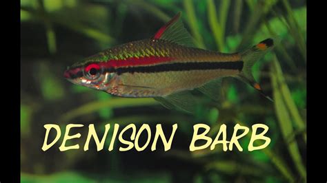 The Complete Denison Barb Care Guide | Fishkeeping World