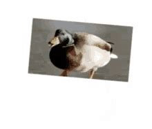 Spinning Duck Duck Spinning GIF - Spinning Duck Duck Spinning Spinning ...