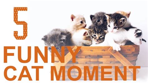 Funny Cat Moments - Video #5 - YouTube