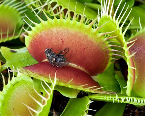 Venus flytrap care and growing guide: expert tips | Gardeningetc