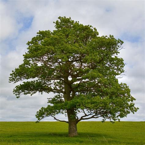 The Swamp White Oak is a stunning tree with peeling bark and 2-toned ...