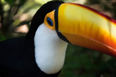 Toucan Facts for Kids | LoveToKnow