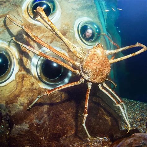 Japanese spider crab : r/HumanForScale