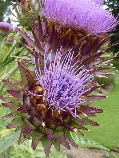 Cynara: Descubre los beneficios y usos de esta planta medicinal ︎